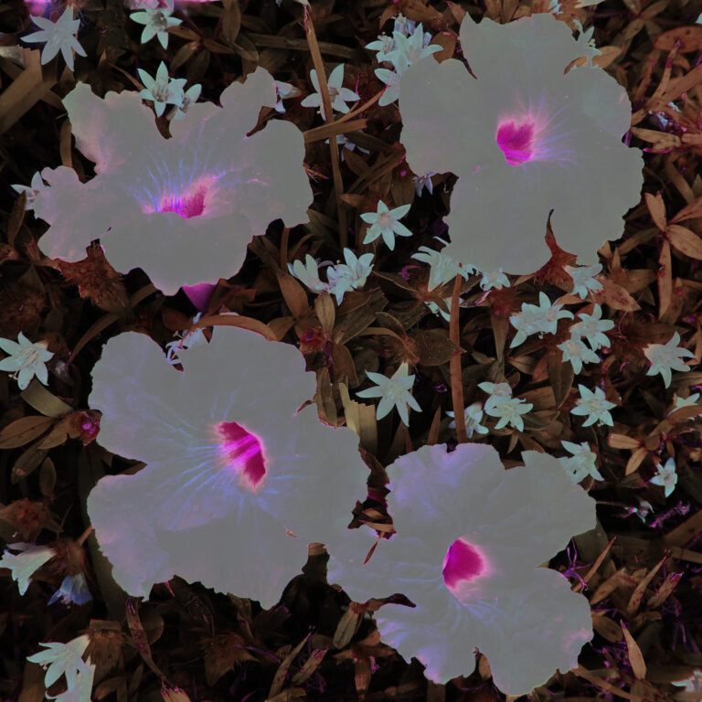 iDgalerie Karin Elmers Ghost Flower (Hommage à Andy Warhol), 2019